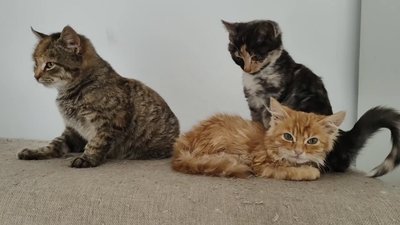 Котики, яких тримає жінка на перетримці Котики, яких тримає жінка на перетримці