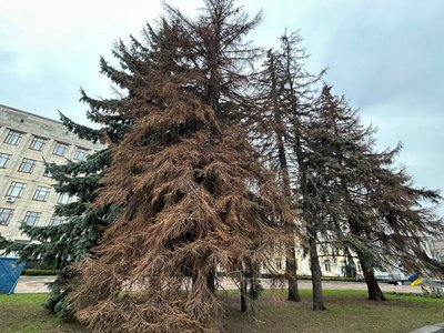 У Житомирі на майдані Корольова зріжуть п'ять засохлих ялин У Житомирі на майдані Корольова зріжуть п'ять засохлих ялин