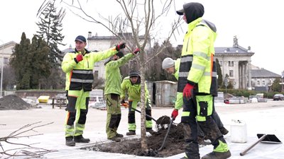 У Тернополі висадили катальпи, безбар’єрний маршрут, Тернопіль, 23 грудня 2025 року У Тернополі висадили катальпи, безбар’єрний маршрут, Тернопіль, 23 грудня 2025 року