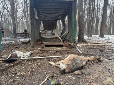 У Харківському екопарку загинули кози через влучання "Шахеда", 3 березня 2025 року У Харківському екопарку загинули кози через влучання "Шахеда", 3 березня 2025 року
