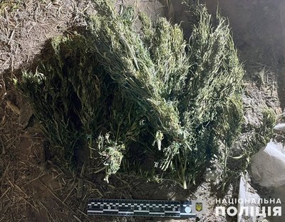 На Житомирщині затримали групу, яка займалася вирощуванням і збутом наркотиків На Житомирщині затримали групу, яка займалася вирощуванням і збутом наркотиків