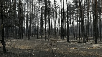 наслідки лісові пожежі національний природний парк "Святі гори" село Студенок Харківщина Святогірська громада Донецька область 4 вересня 2024 рік наслідки лісові пожежі національний природний парк "Святі гори" село Студенок Харківщина Святогірська громада Донецька область 4 вересня 2024 рік
