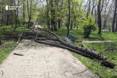 В Одесі через сильний вітер фіксують повалені дерева, діє штормове попередження