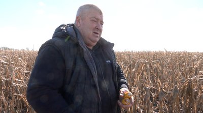 Кукурудза згоріла Кукурудза згоріла