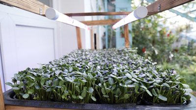 Вирощують та продають для ЗСУ. Як учні вінницького ліцею розводять мікрогрін Вирощують та продають для ЗСУ. Як учні вінницького ліцею розводять мікрогрін
