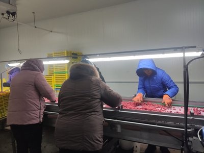 цех, малина, заморожені ягоди цех, малина, заморожені ягоди