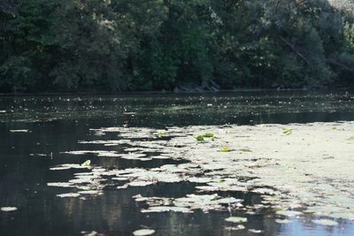 "Вода чорна, підійти неможливо": Мешканці Путивля на Сумщині про забруднення р.Сейм "Вода чорна, підійти неможливо": Мешканці Путивля на Сумщині про забруднення р.Сейм