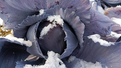 "Це нетипово для Волині": вперше серед зими на полях збирають урожай капусти "Це нетипово для Волині": вперше серед зими на полях збирають урожай капусти