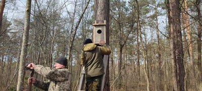 В нацпарку на Рівненщині відновлюють популяцію червонокнижного гоголя В нацпарку на Рівненщині відновлюють популяцію червонокнижного гоголя