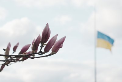 Магнолія у Харкові Магнолія у Харкові