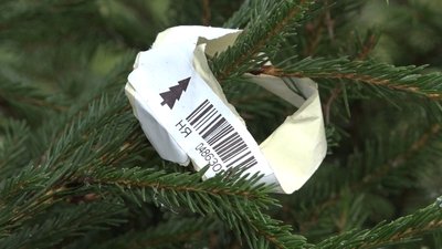 У Житомирі визначили локації для продажу ялинок