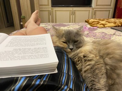 Як допомогти тваринам пережити спеку — поради від рівненського гідрометцентру Як допомогти тваринам пережити спеку — поради від рівненського гідрометцентру