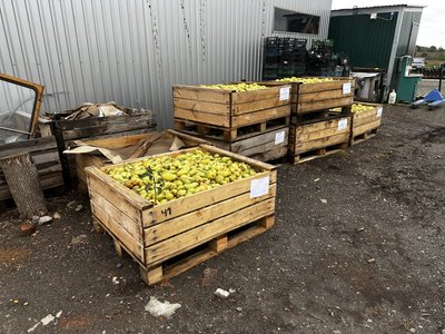 На Полтавщині знизився урожай яблук: що вплинуло та як зміниться ціна на продукт