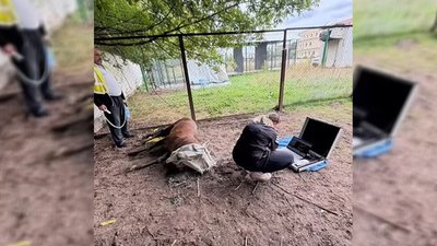 Оленю Борису з Рівненщини спиляли роги та провели лікування. Подробиці Оленю Борису з Рівненщини спиляли роги та провели лікування. Подробиці