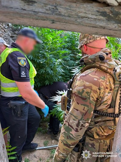 Херсонщина, поліція, наркотики, конопля, канабіс, обшук, слідчі дії Херсонщина, поліція, наркотики, конопля, канабіс, обшук, слідчі дії