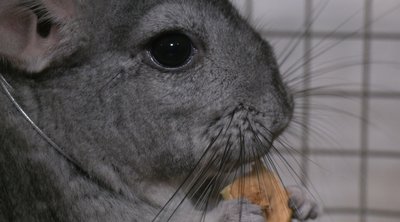 Що їдять шиншили в домашніх умовах, що їдять шиншили, клітка для шиншил, скільки живуть шиншили Що їдять шиншили в домашніх умовах, що їдять шиншили, клітка для шиншил, скільки живуть шиншили