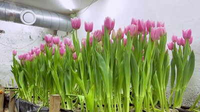 Рожеві високі тюльпани Рожеві високі тюльпани