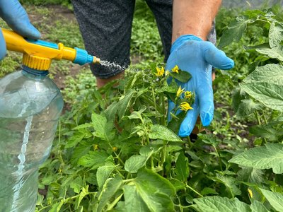 Як отримати хороший врожай помідорів: лайфхаки від аграрія Дніпропетровщини Як отримати хороший врожай помідорів: лайфхаки від аграрія Дніпропетровщини