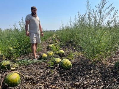 Ціна впала: скільки коштує херсонський кавун Ціна впала: скільки коштує херсонський кавун