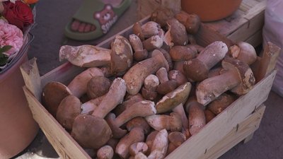 Збирають для себе і на продаж: на Вінниччині триває сезон дикорослих грибів Збирають для себе і на продаж: на Вінниччині триває сезон дикорослих грибів