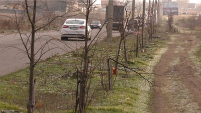 "Зможу врятувати пʼять": у Кропивницькому зламали 13 дерев на липовій алеї