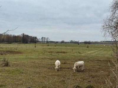 "Не здаю молоко". Чому на Сумщині невигідно утримувати корів "Не здаю молоко". Чому на Сумщині невигідно утримувати корів