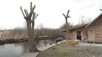Чотири вівці вбили і ще дві — поранили: зграя псів напала на овець у парку "Оствиця" в Рівному Чотири вівці вбили і ще дві — поранили: зграя псів напала на овець у парку "Оствиця" в Рівному