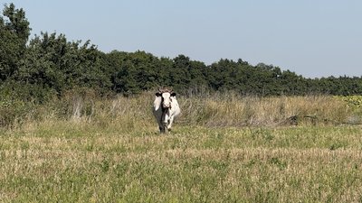 Корова пасеться Мирове Донецька область 29 серпня 2025 рік Корова пасеться Мирове Донецька область 29 серпня 2025 рік