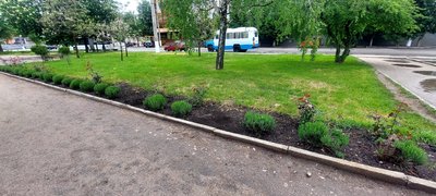 З кропивницьких клумб вкрали лаванду та петунії. Поліція шукає причетних З кропивницьких клумб вкрали лаванду та петунії. Поліція шукає причетних