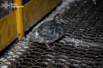 Атака дронів на Одещину 4 червня: пошкоджено об’єкт критичної інфраструктури Атака дронів на Одещину 4 червня: пошкоджено об’єкт критичної інфраструктури