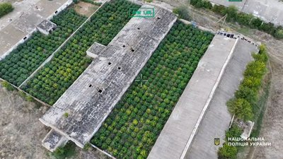 Вирощували коноплі на території колишньої птахофабрики: на Одещині затримали двох чоловіків Вирощували коноплі на території колишньої птахофабрики: на Одещині затримали двох чоловіків