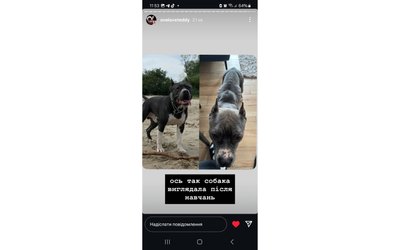 Кияни вимагають перевірити кінологічний центр Dogland через можливі знущання з тварин: петиція набрала голоси Кияни вимагають перевірити кінологічний центр Dogland через можливі знущання з тварин: петиція набрала голоси