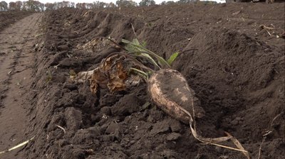 "Хотілося б більше": чому аграрії Черкащини посіяли менше цукрового буряка "Хотілося б більше": чому аграрії Черкащини посіяли менше цукрового буряка
