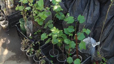 Весняного сезону жителі області найбільше купують плодові рослини Весняного сезону жителі області найбільше купують плодові рослини