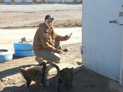 У Черкасах шукають родини для евакуйованих з фронту котів