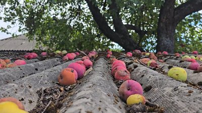 Лежать на дорогах, дахах, у мішках та у саду Довженка: як цьогоріч у Сосницькій громаді вродили яблука Лежать на дорогах, дахах, у мішках та у саду Довженка: як цьогоріч у Сосницькій громаді вродили яблука