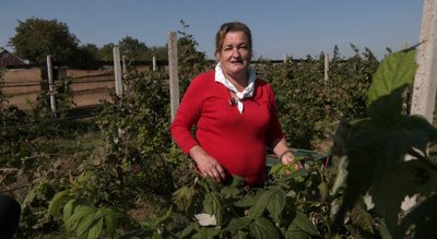 Під час пандемії переїхав у село та почав вирощувати малину: історія господаря з Волині Під час пандемії переїхав у село та почав вирощувати малину: історія господаря з Волині