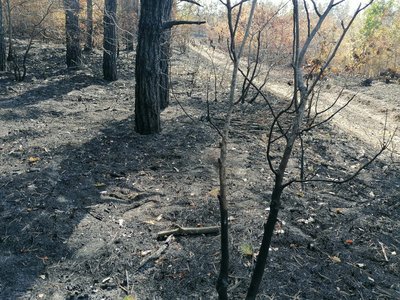 "Підійти до вогню було нереально". На Кіровоградщині внаслідок обстрілу горіло понад 110 гектарів лісу "Підійти до вогню було нереально". На Кіровоградщині внаслідок обстрілу горіло понад 110 гектарів лісу