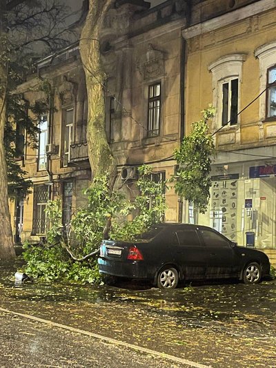 Гілка дерева на машині