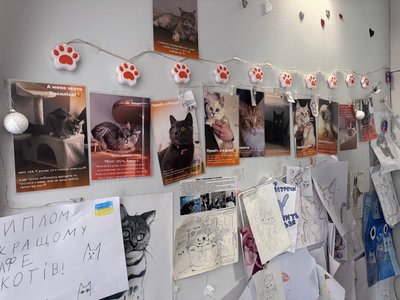 У Кривому Розі закривається котокафе: 10 котів шукають нові родини У Кривому Розі закривається котокафе: 10 котів шукають нові родини