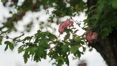 Як у Здолбунові розцвів глід. Фоторепортаж Як у Здолбунові розцвів глід. Фоторепортаж