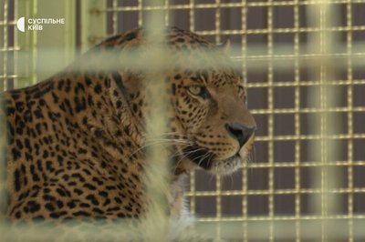 Рідкісне чорне леопарденя народилося в зоопарку на Київщині: в дикій природі їх близько сотні Рідкісне чорне леопарденя народилося в зоопарку на Київщині: в дикій природі їх близько сотні