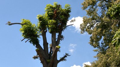 У Смілі обрізають дерева У Смілі обрізають дерева