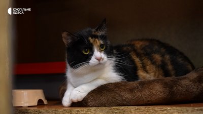 43 коти, щоденне лікування та пошук родин: як працює одеський притулок тварин з інвалідністю