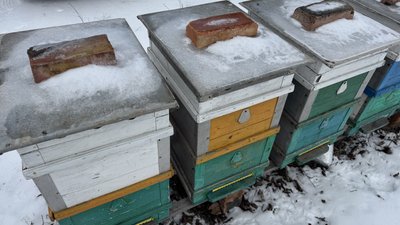Кіровоградщина лідирує в Україні за кількістю пасік Кіровоградщина лідирує в Україні за кількістю пасік