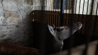 Чому травмовану оленицю забрали з одеського зоопарку у реабілітаційний центр на Миколаївщині