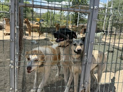 Собаки загиблої від атаки РФ миколаївки Ірини Пономаренко чекають на нових господарів Собаки загиблої від атаки РФ миколаївки Ірини Пономаренко чекають на нових господарів