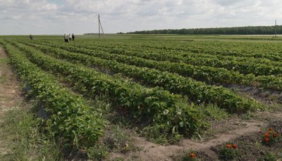 вирощування полуниць, збір полуниць вирощування полуниць, збір полуниць