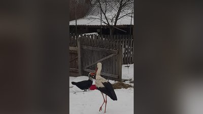 Відлетів восени і повернувся перед Новим роком: історія лелеки Бусі, який зимував на Рівненщині Відлетів восени і повернувся перед Новим роком: історія лелеки Бусі, який зимував на Рівненщині