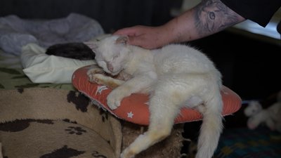 У сумському «DIMPETS» побільшало тварин, яких залишають через виїзд: притулок почав приймати собак